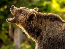 technical analysis - Technical Analysis: Bearish Stock Patterns in 2026