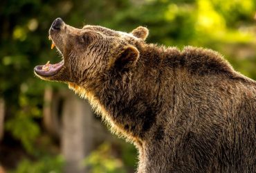 technical analysis - Technical Analysis: Bearish Stock Patterns in 2026